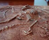 Dragon fossil sculpture bottom view